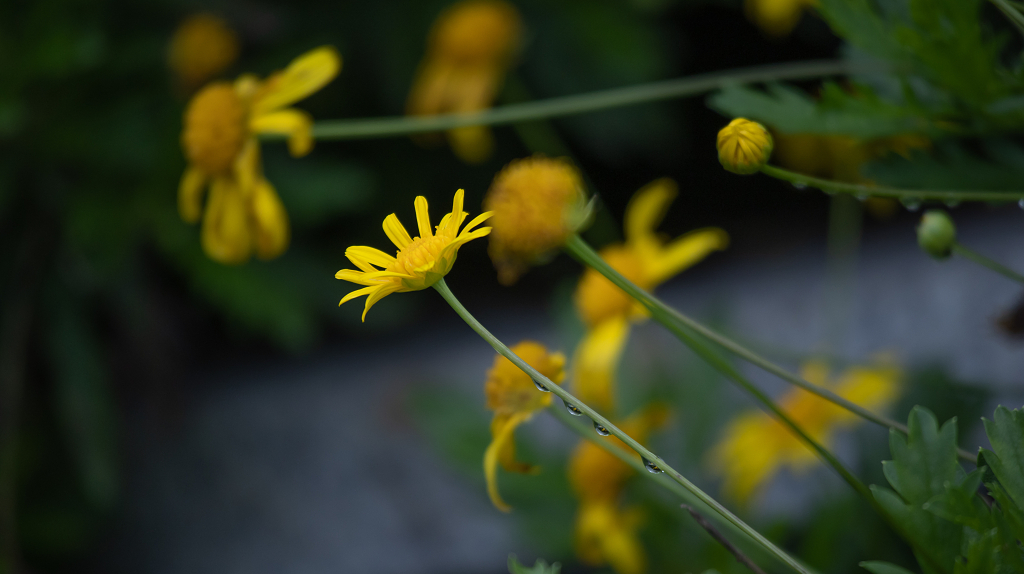 清晨的小黄花在露珠洗礼下充满活力