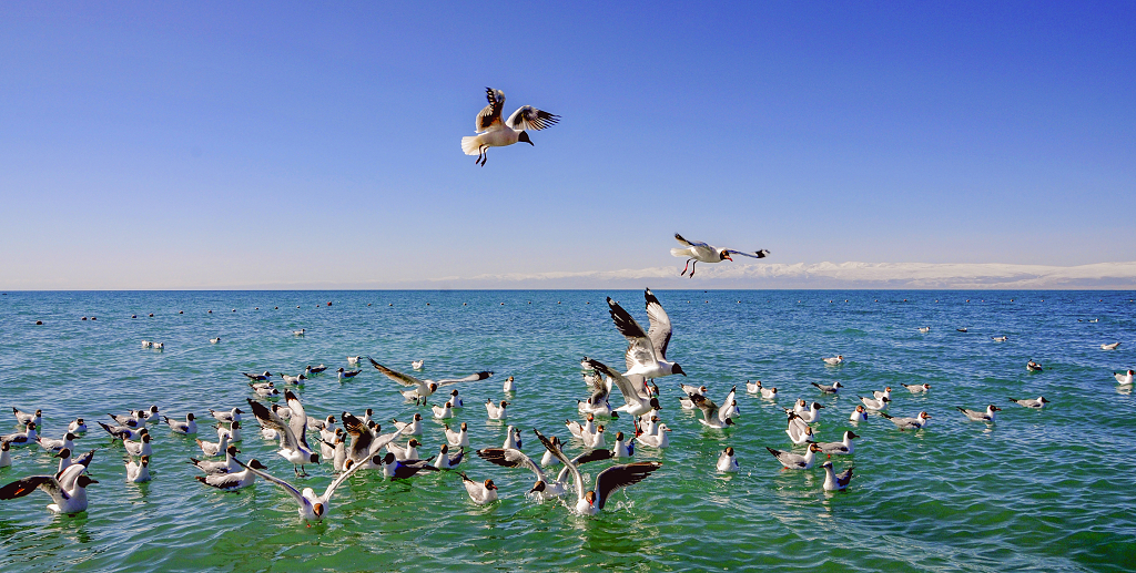 青海湖湖面上觅食的飞鸟