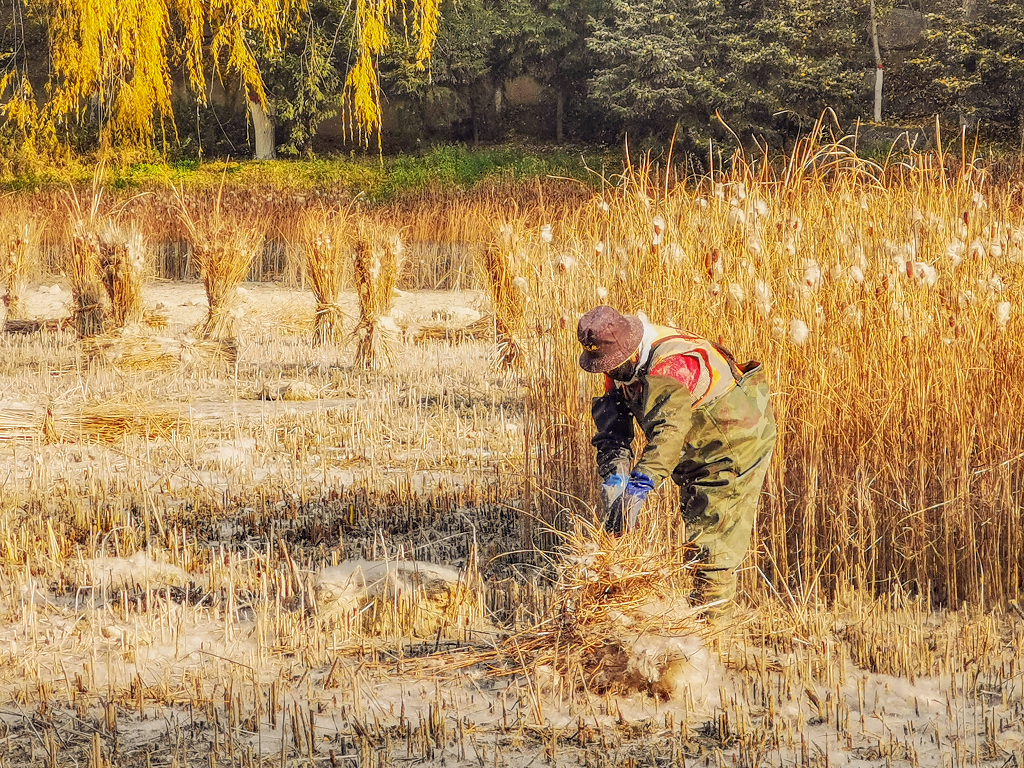环卫工人正在割河道里的荒草