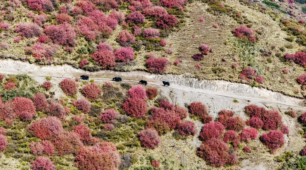 青海湟源大黑沟红色的灌木丛中间的小路上几头牦牛