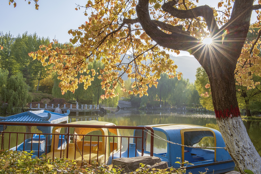 夕阳下白色阳光透过大树枝把树叶照的金黄