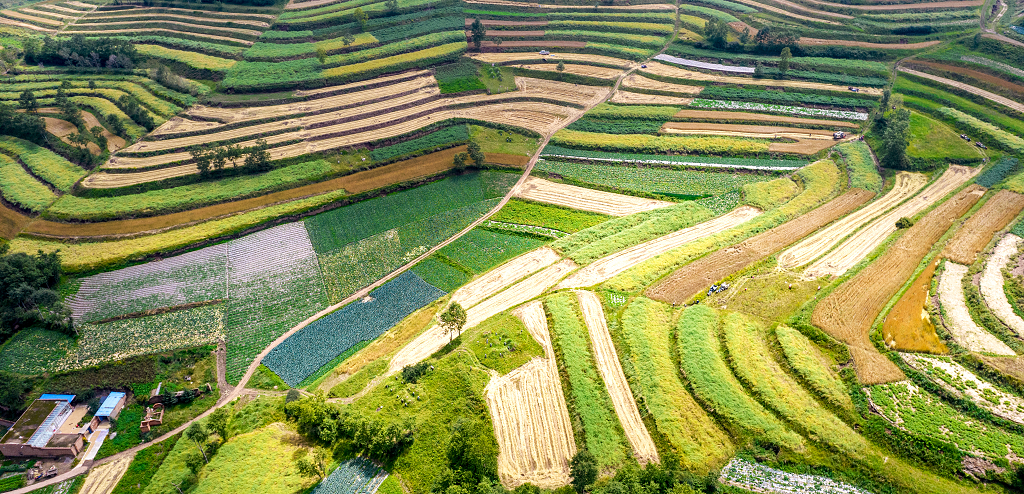 即将丰收的湟中县梯田呈现五颜六色层次分明