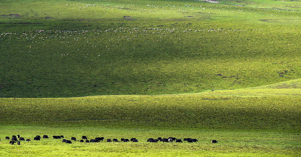 高山草原牧场上牛羊