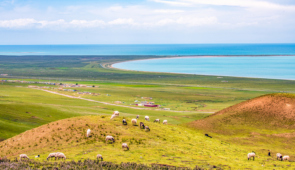 五颜六色的草原上点缀着牛羊和蔚蓝色的青海湖
