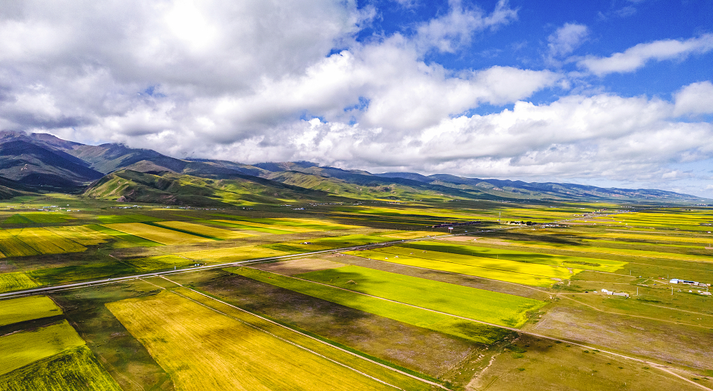 青海湖畔油菜花盛开的季节