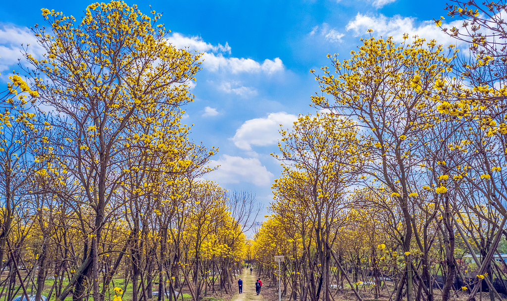 蓝天白云下两排黄色的风铃花盛开