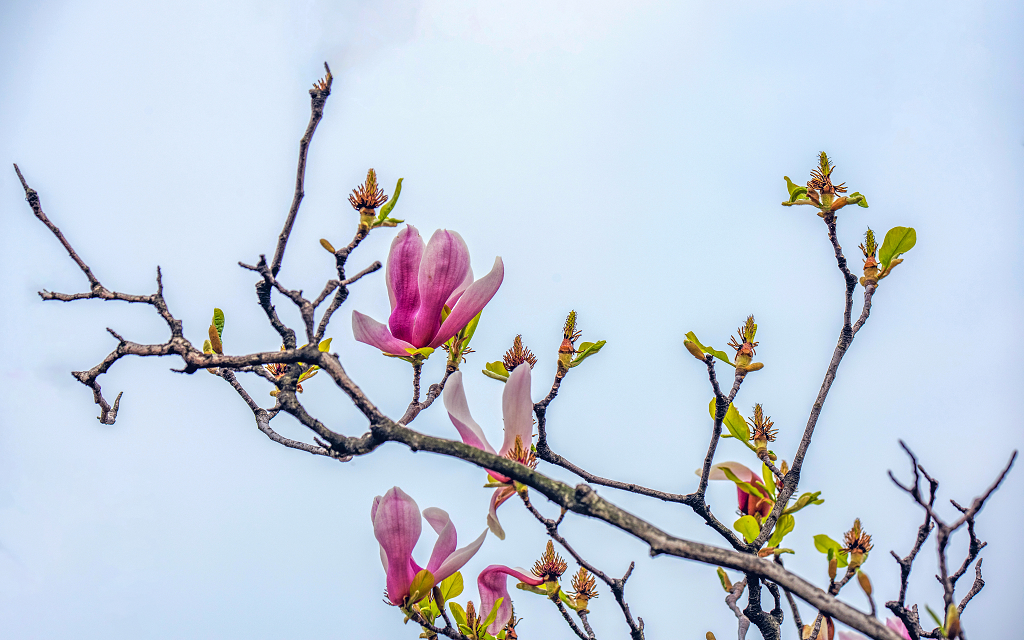 几朵盛开的红色玉兰花在蓝天的背景下