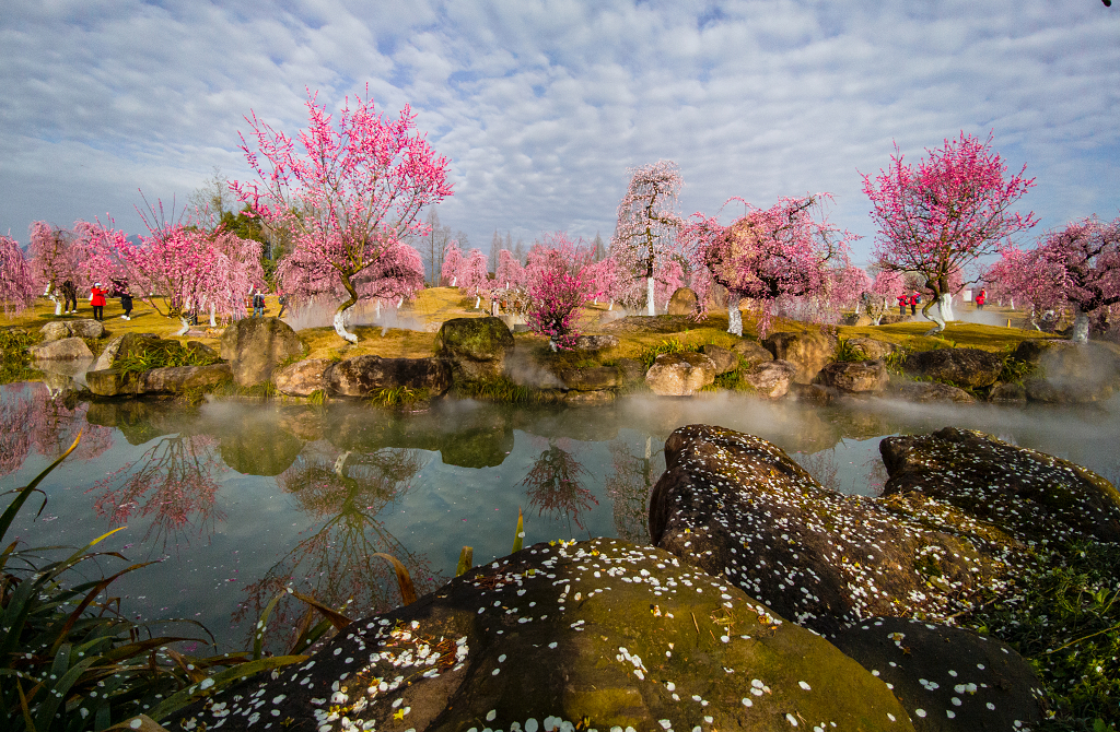 成都都江堰问花村桃花盛开在河边花瓣散落在河边的石头上