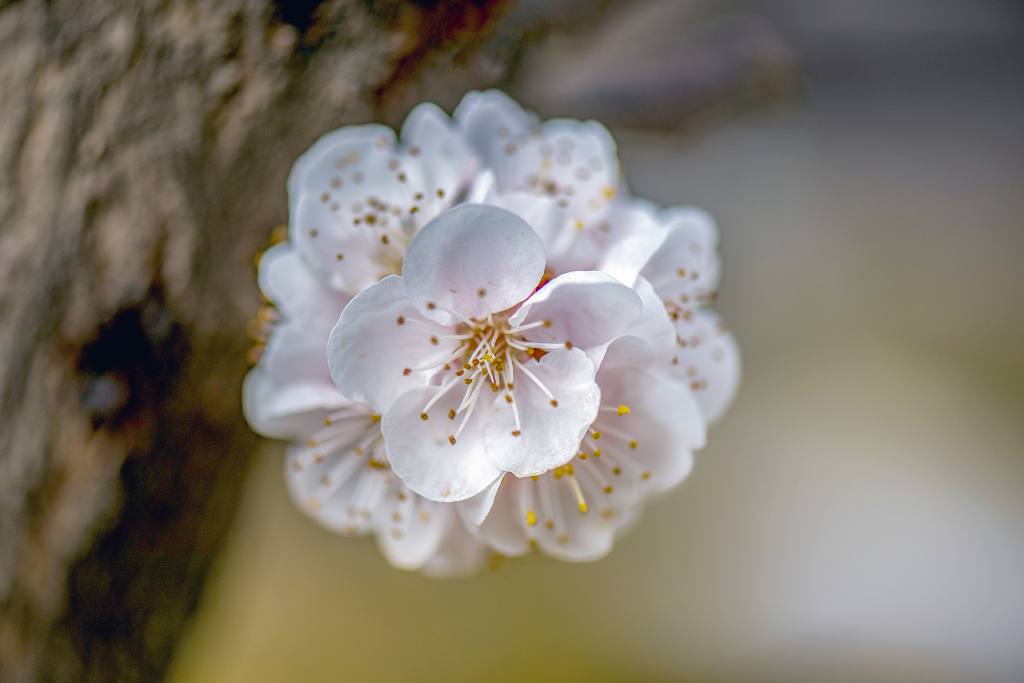 一簇盛开的白色春梅花和灰黑色树干