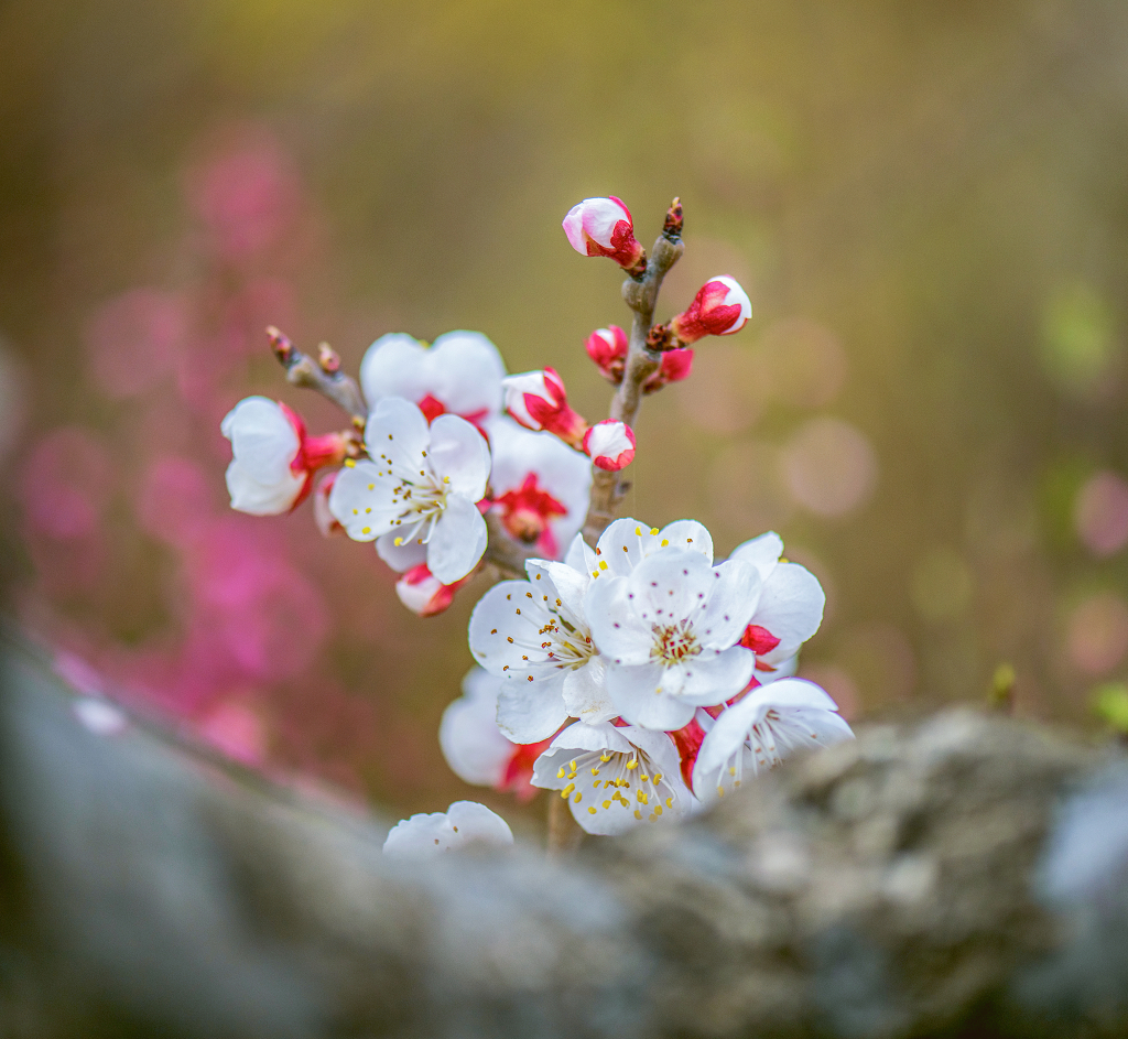 一簇盛开的白色春梅花和灰黑色树干与红色花蕾