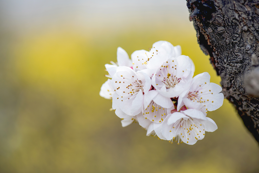 黄色背景下的一簇盛开的白色春梅花和灰黑色树干