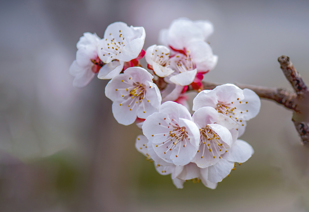 一簇盛开的白色春梅花和灰黑色树干