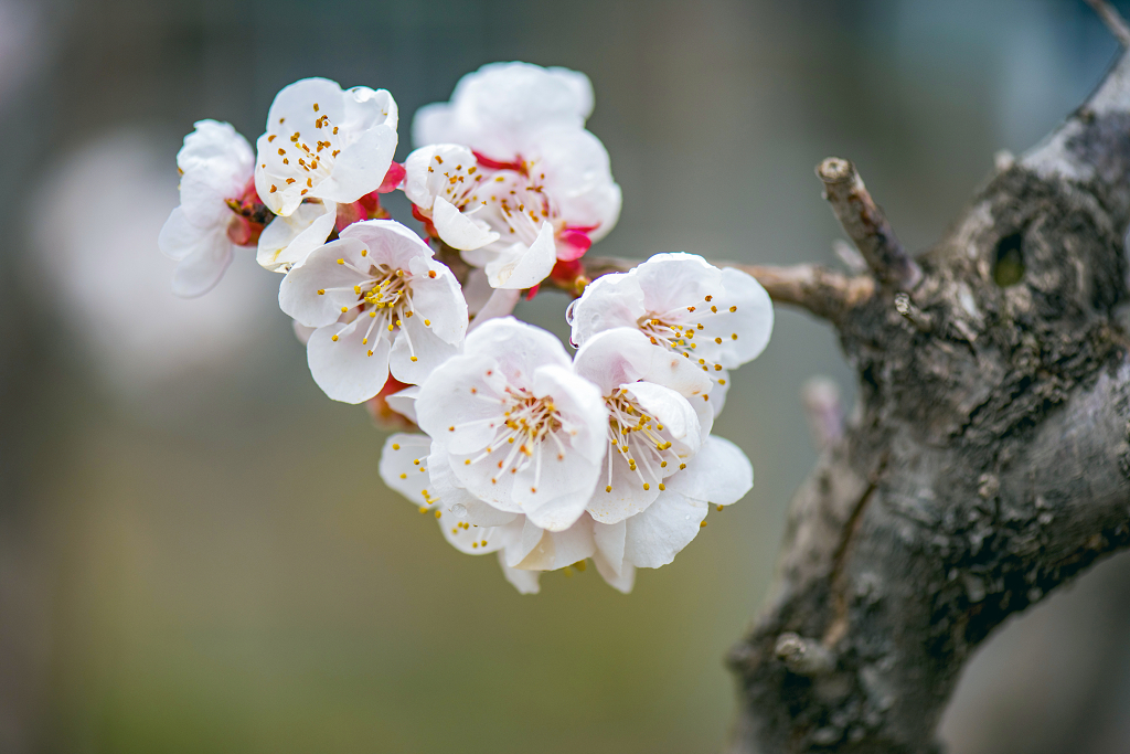 一簇盛开的白色春梅花和灰黑色树干