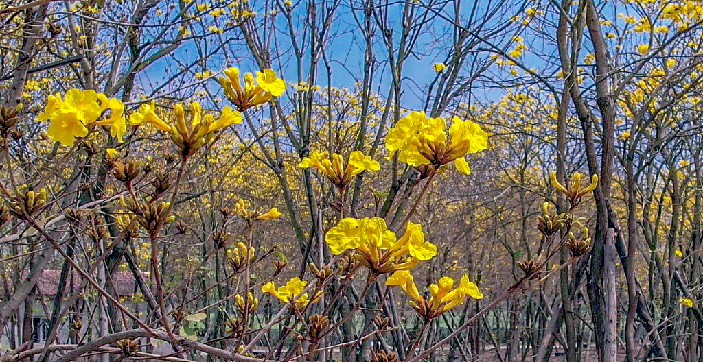 无叶树干间盛开的黄金色风铃花