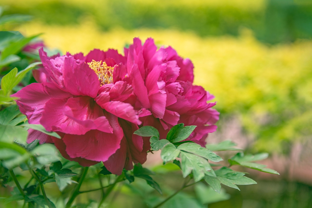 黄色背景前的两朵红色牡丹花