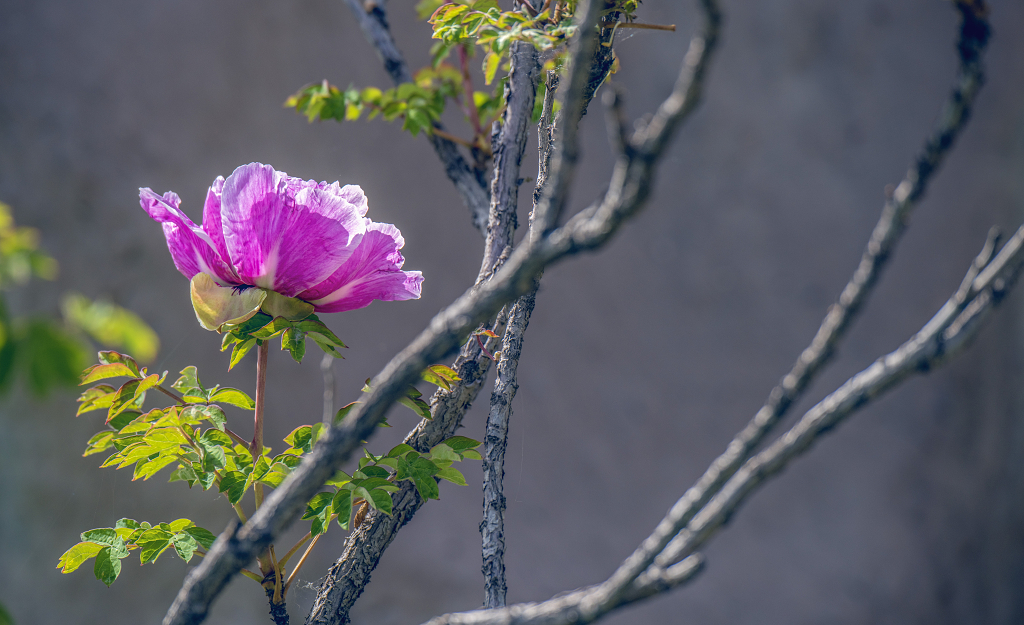 黑色背景下的一株红色牡丹花和枝干