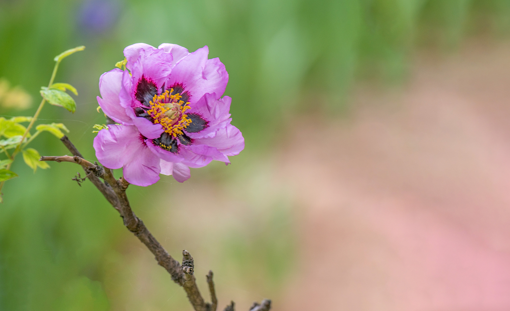 一朵盛开的粉红色牡丹花