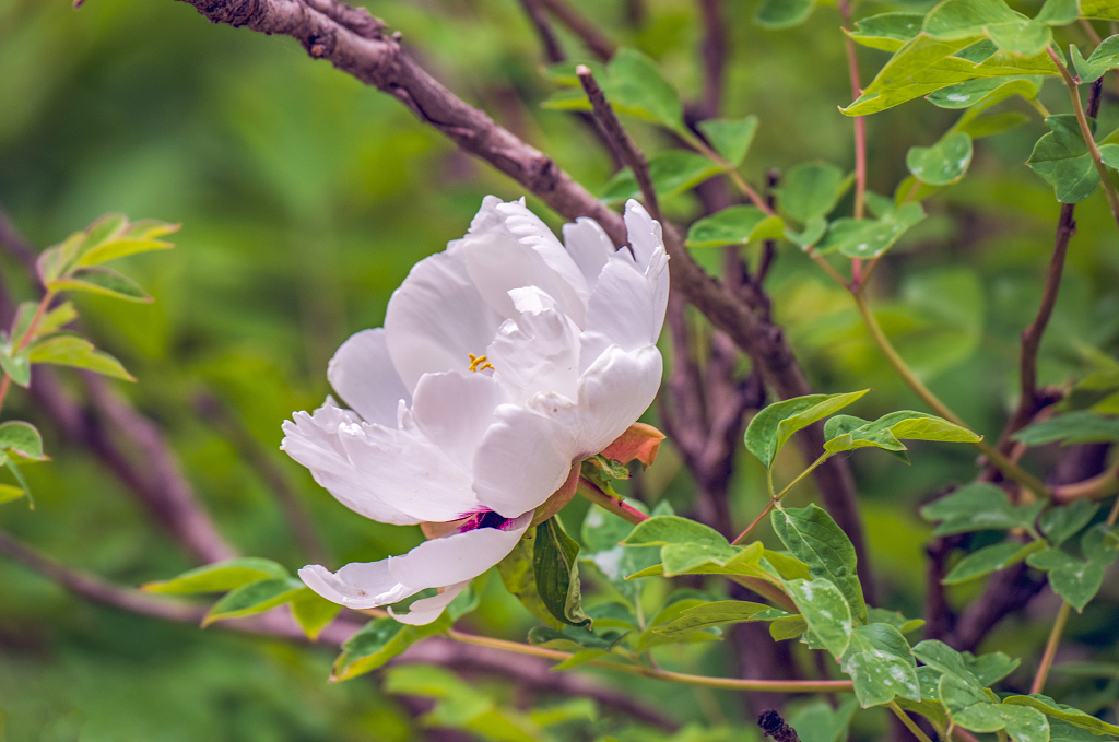 一朵盛开的白色牡丹花