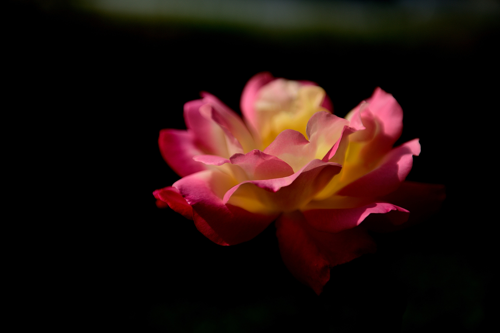 一朵唯美的红色月季花