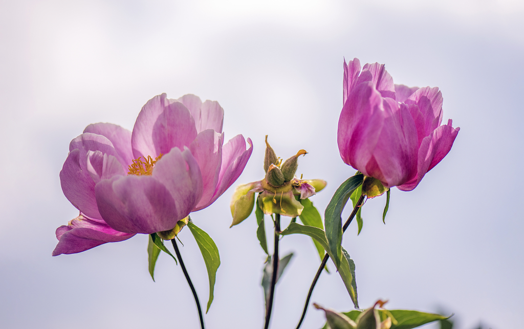 两朵粉红色牡丹花