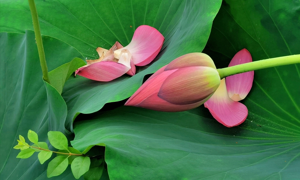 荷叶上散落着荷花与花瓣