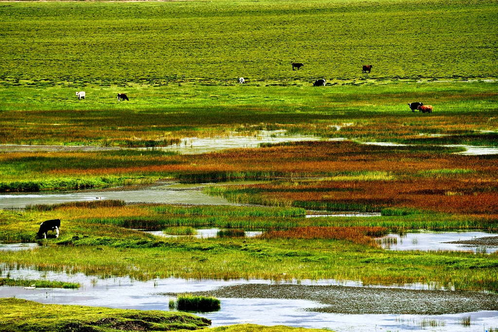 青海门源县鸳鸯花海草原上的牛羊