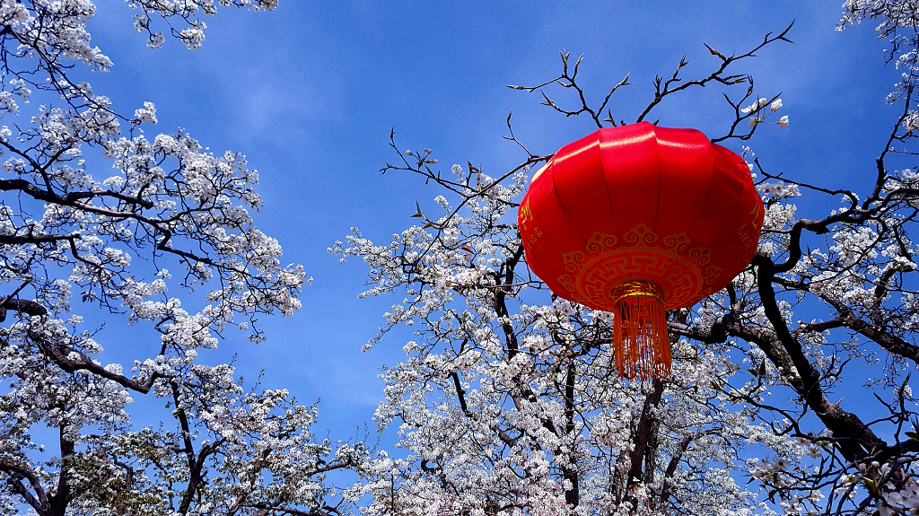 大红灯笼高高挂在古梨树上