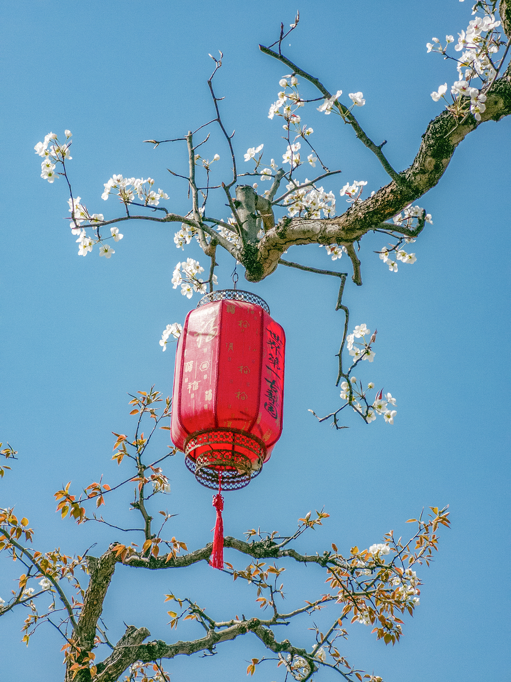 大红灯笼挂在梨花下