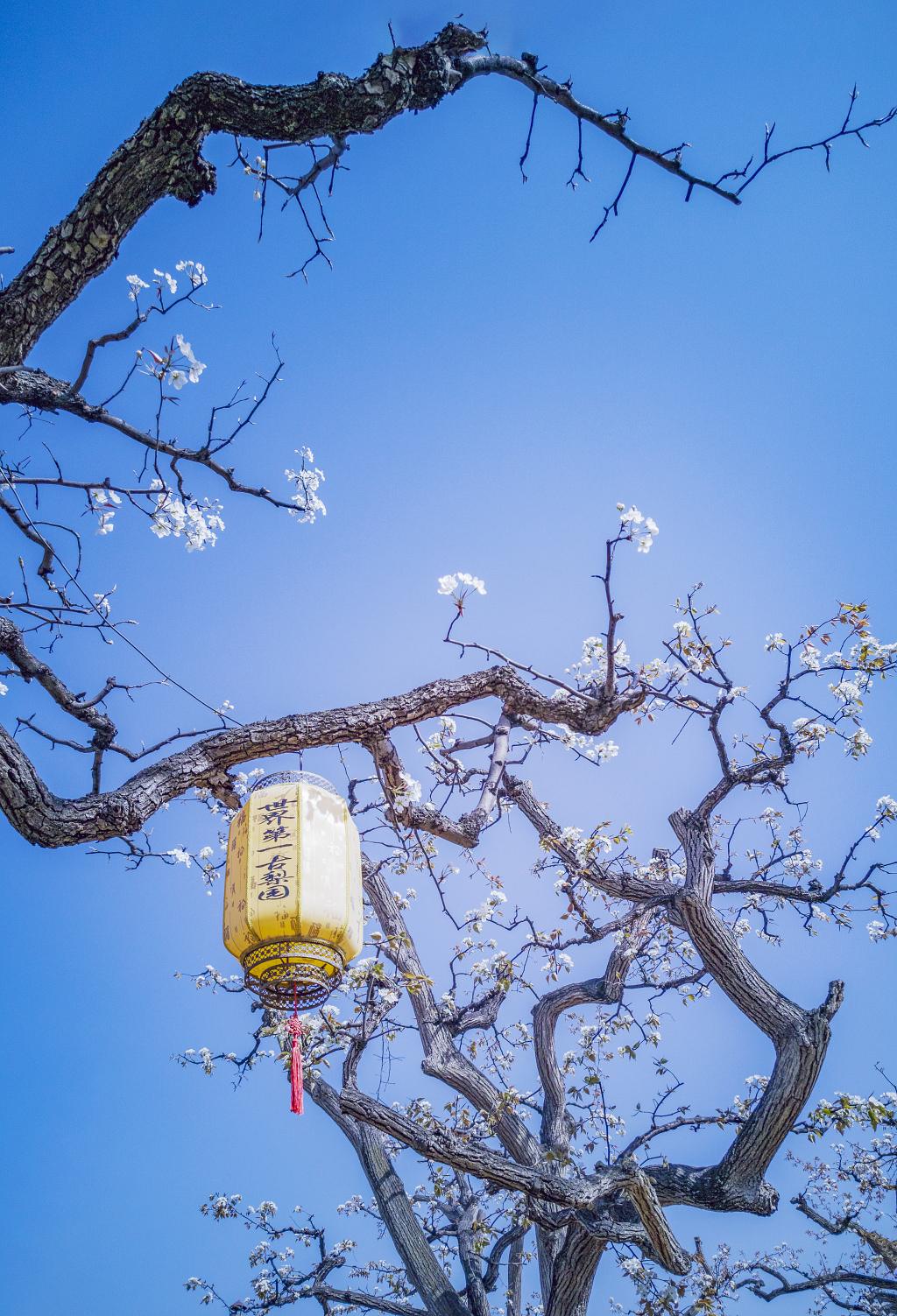 号称世界第一古梨园的甘肃石川梨园