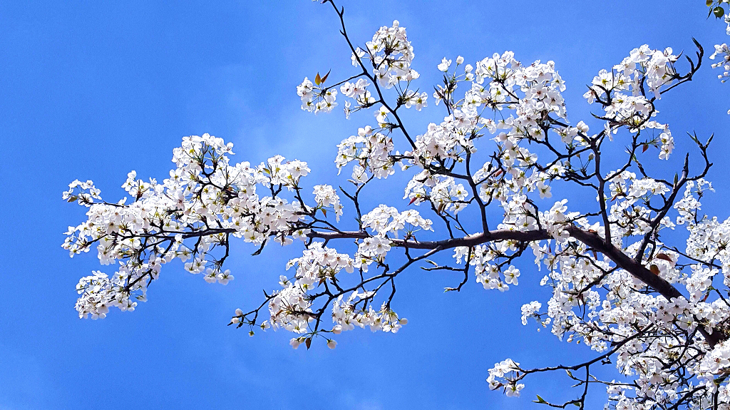 蓝天衬托下的梨花分外妖娆