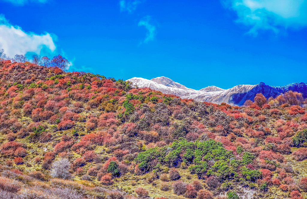 蓝天白云下的雪山和红色灌木丛