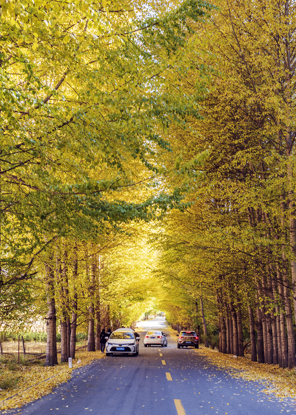 几辆小车停在黄色树木的下面游客小车欣赏秋色