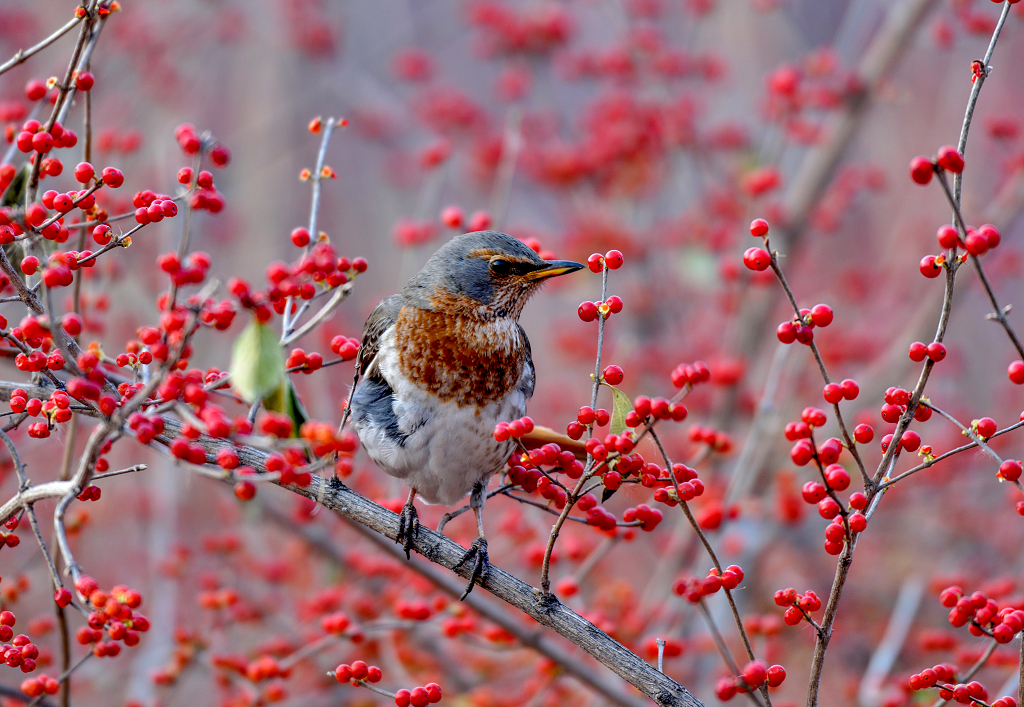 一只小鸟在红色的野果中间觅食