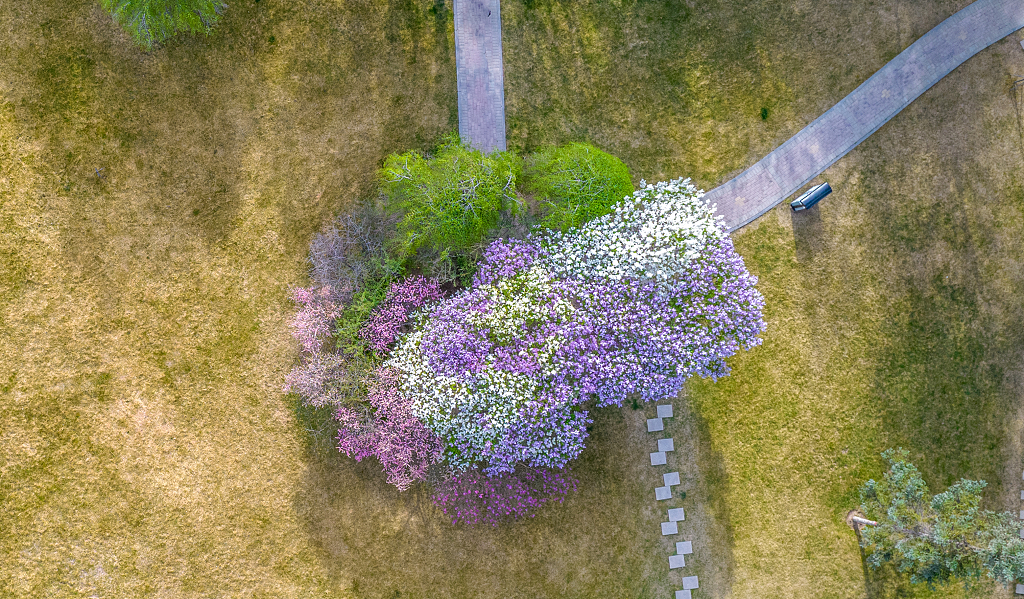 俯瞰一簇彩色的丁香花