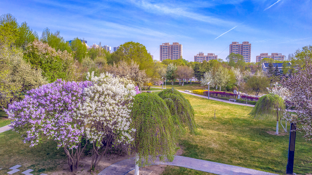 两珠红白色的丁香花盛开在草坪上