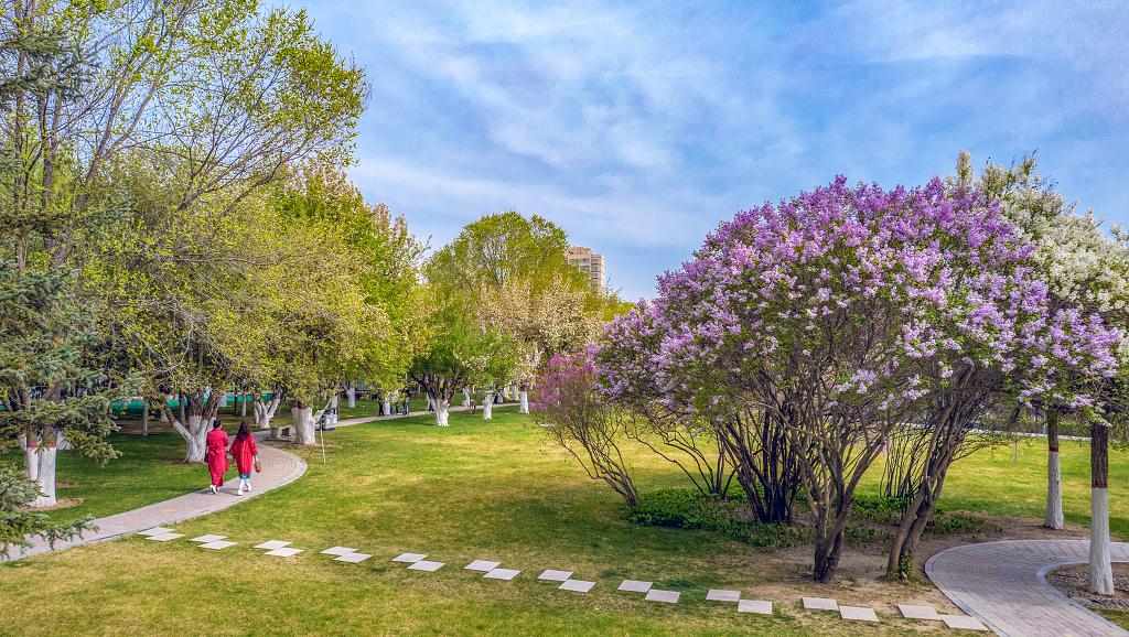西宁海棠公园里的丁香花和游客