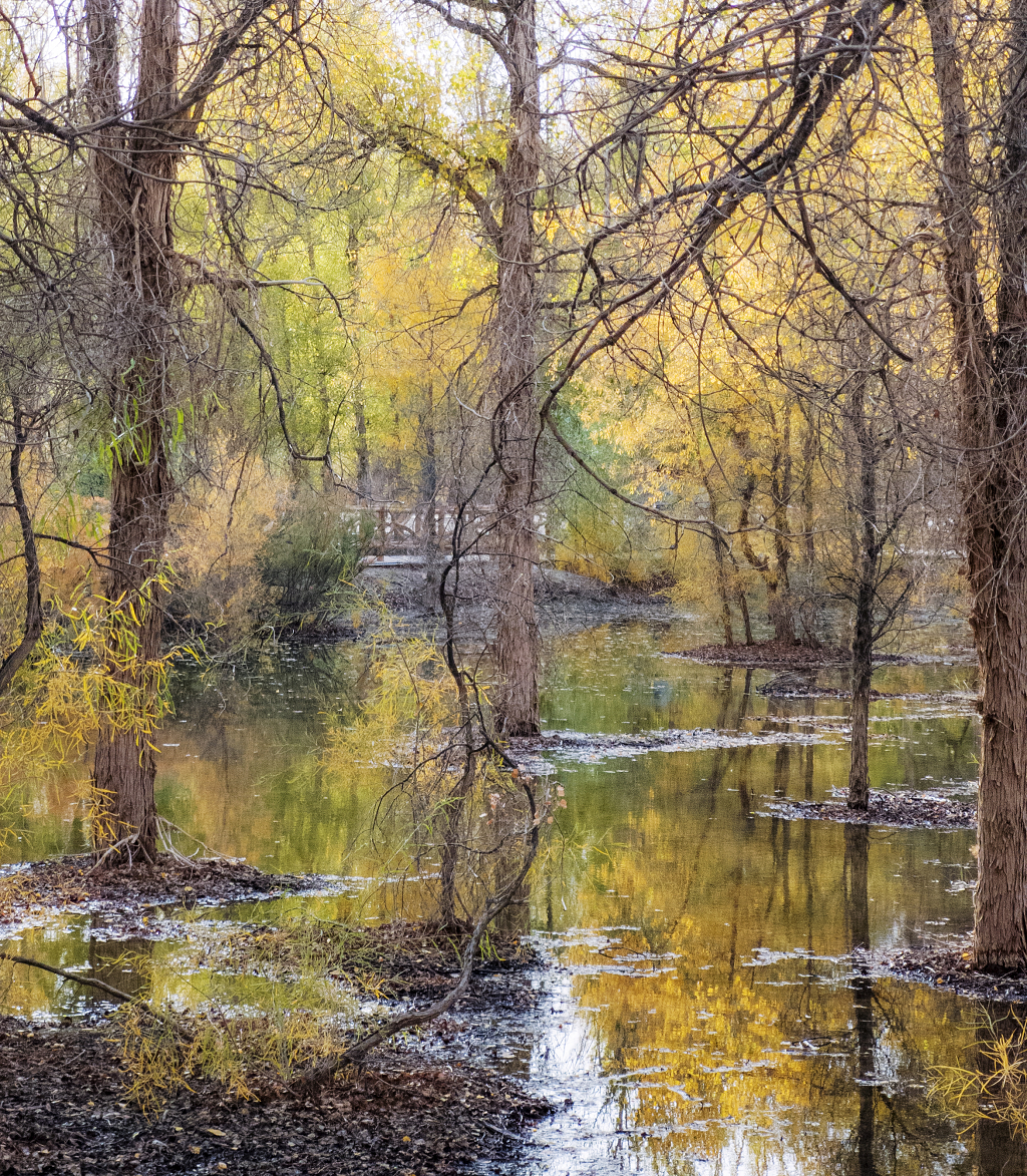 甘肃金塔胡杨林婀娜多姿的树木