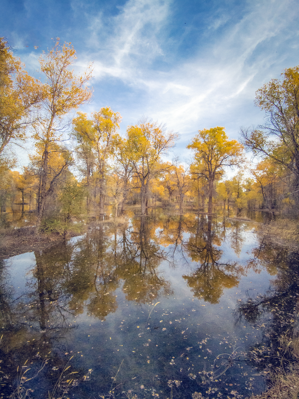 秋日里甘肃金塔胡杨林在水中金色的倒影