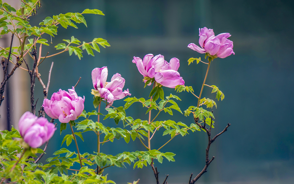 几朵成线性的盛开的牡丹花