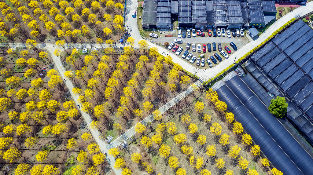 黄色的风铃花盛开在方块的植物园内旁边温室大棚和一排小汽车