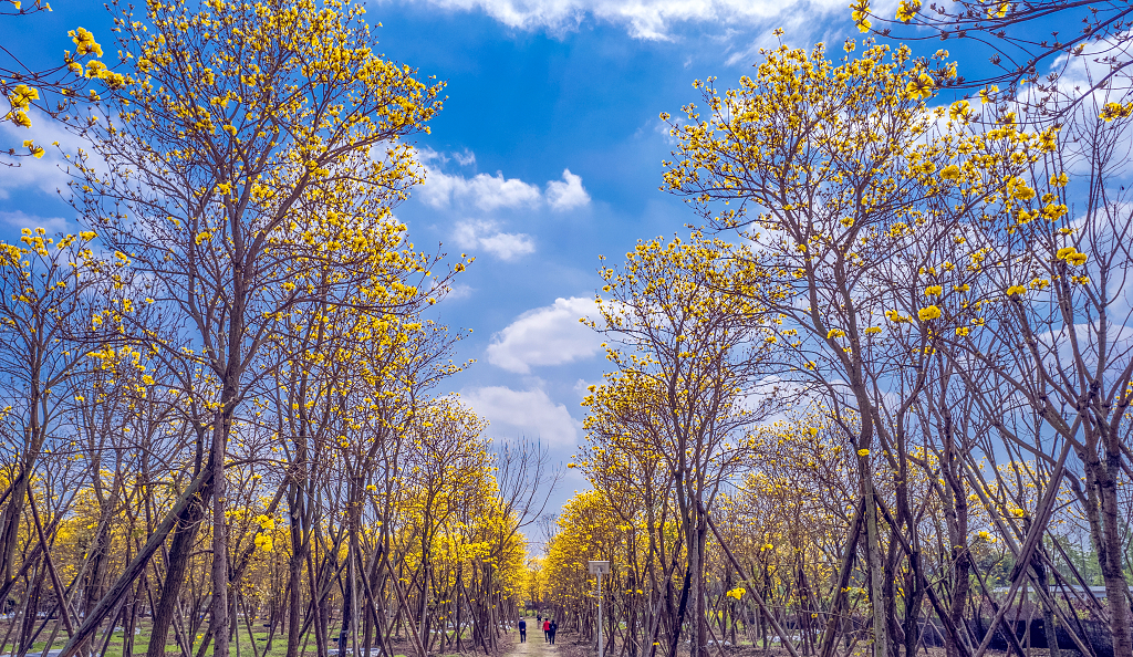 蓝天白云下盛开的黄色风铃花格外惹眼