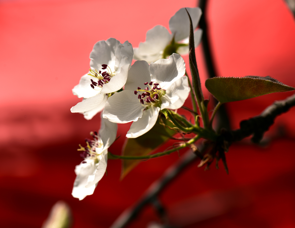 红色背景下的白色花朵