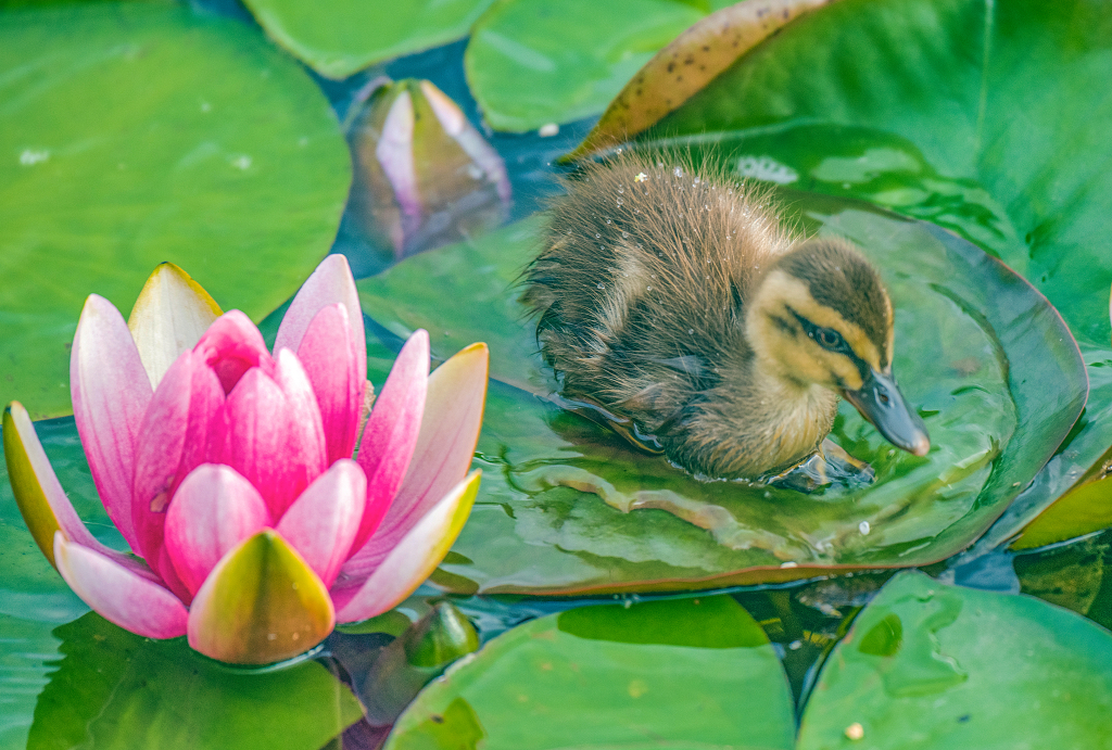 一只小野鸭要过睡莲旁边