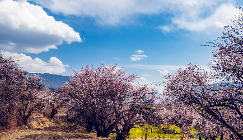 西藏林芝盛开的桃花