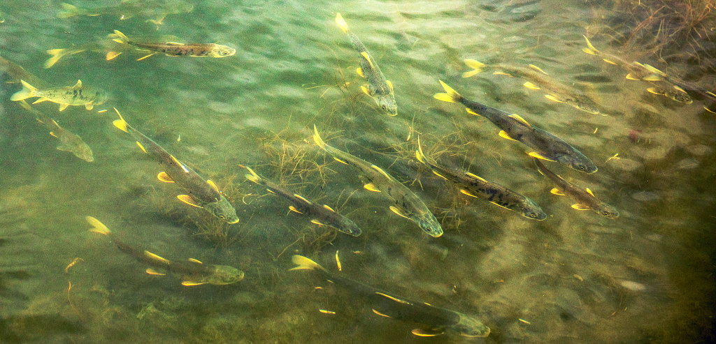 青海湖湟鱼