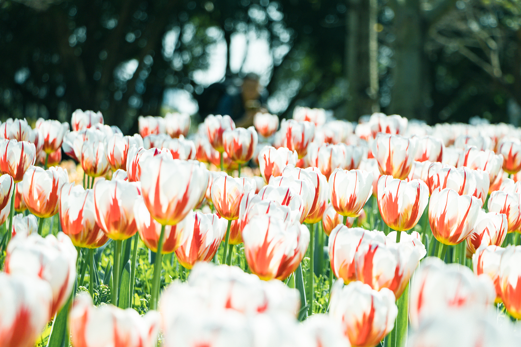 福州沙滩公园的郁金香