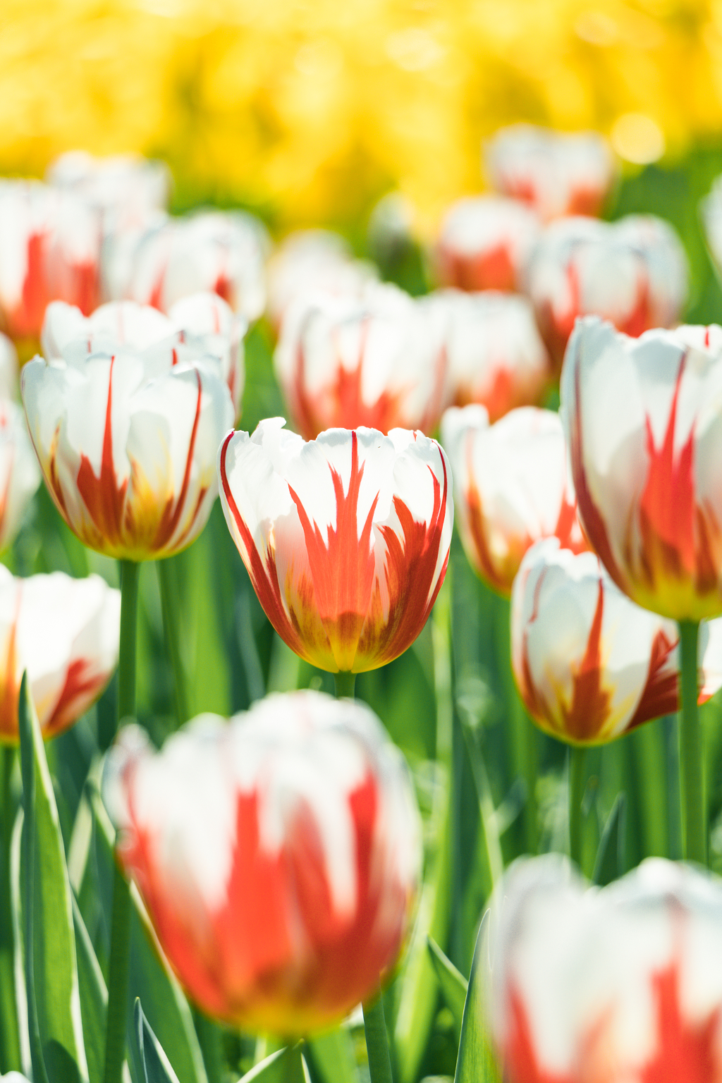 福州沙滩公园的郁金香