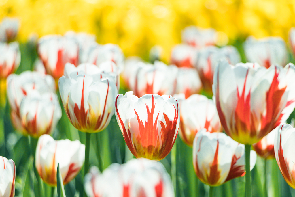 福州沙滩公园的郁金香