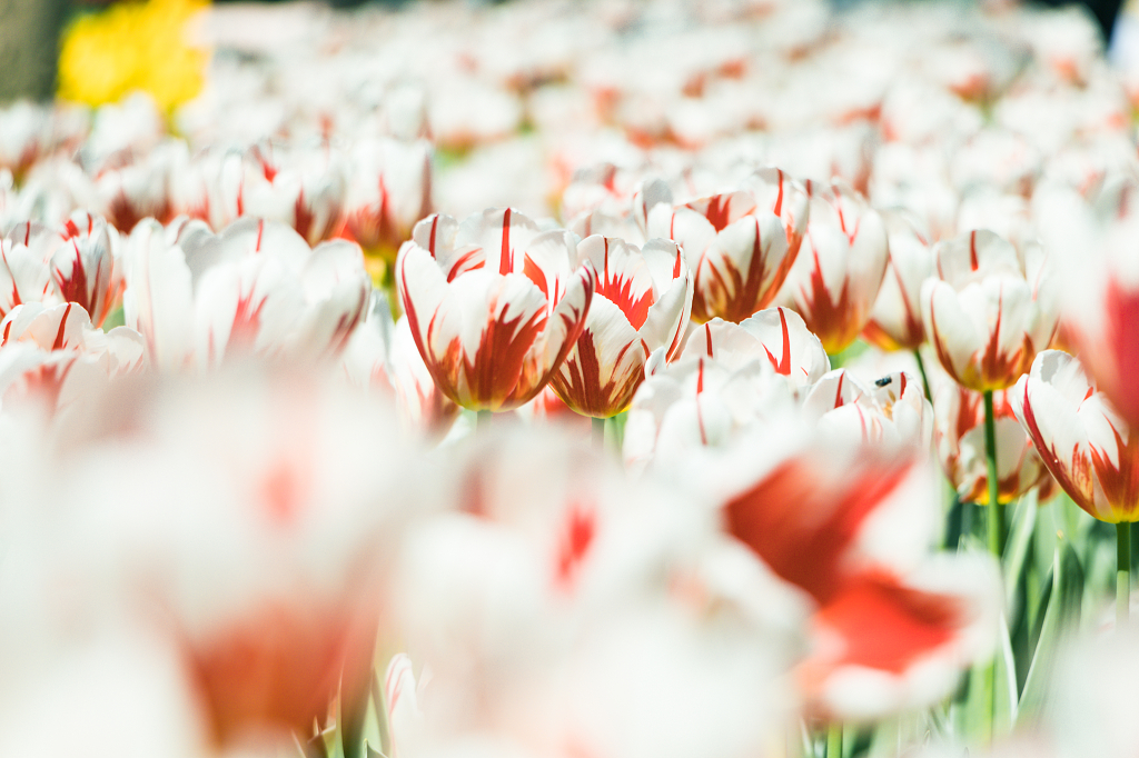 福州沙滩公园的郁金香