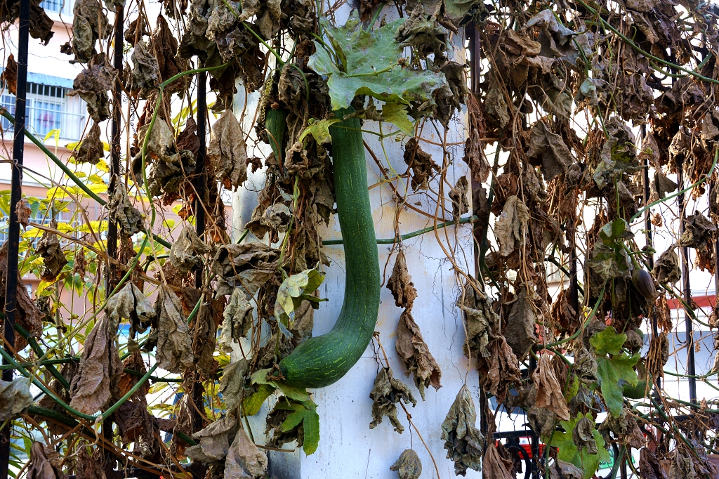 丝瓜藤与瓜